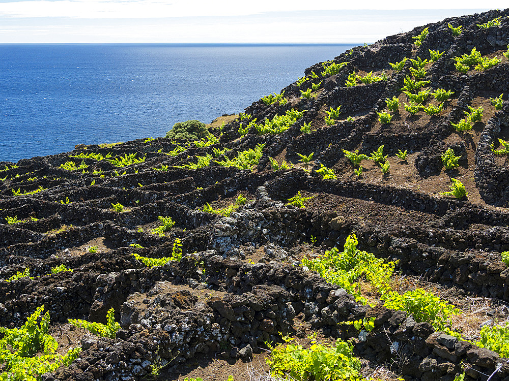 Traditional viniculture near Criacao Velha, traditional wine growing on Pico is listed as UNESCO world heritage. Pico Island, an island in the Azores (Ilhas dos Acores) in the Atlantic ocean. The Azores are an autonomous region of Portugal. Europe, Portugal, Azores