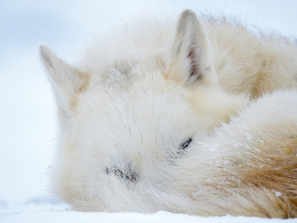 Sled dog during winter in Uummannaq in the north west of Greenland. Dog teams are still draft animals for the fishermen of the villages and stay all winter on the sea ice of the fjord. North America, Greenland, Denmark