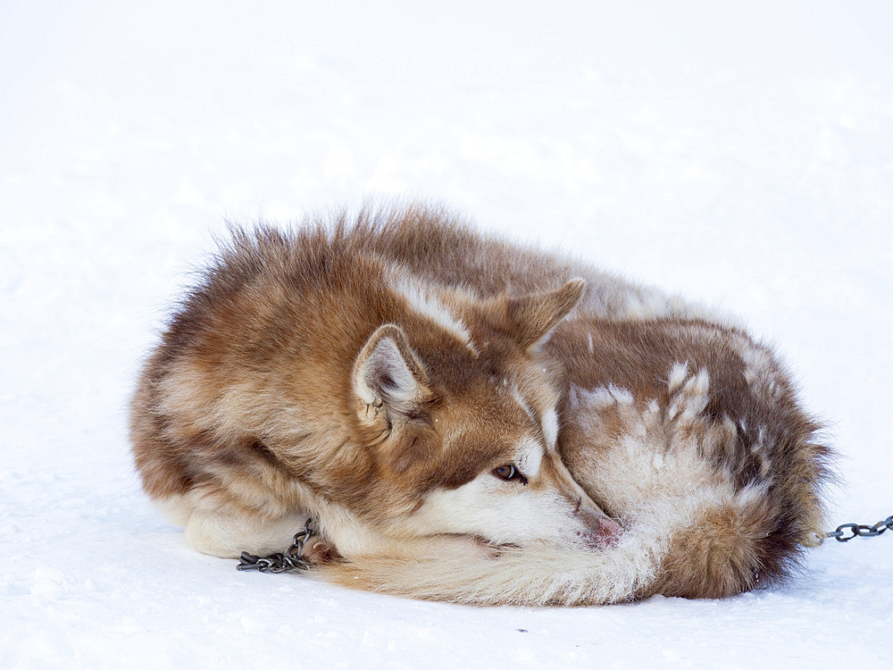 Sled dog during winter in Uummannaq in the north west of Greenland. Dog teams are still draft animals for the fishermen of the villages and stay all winter on the sea ice of the fjord. North America, Greenland, Denmark