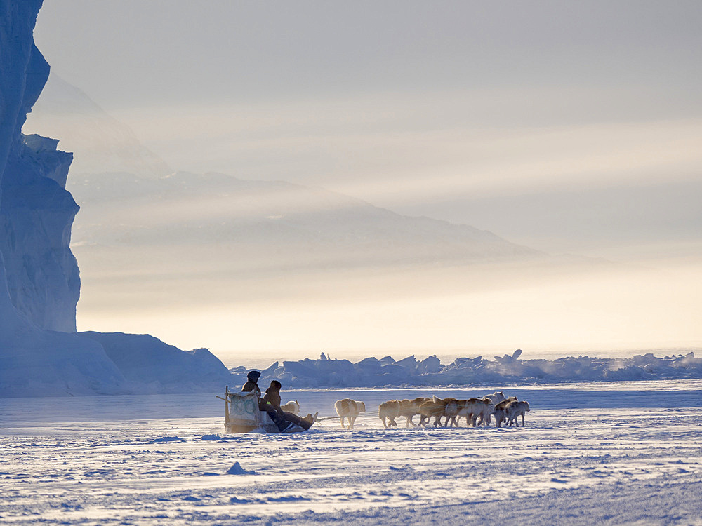 Team of sled dog during winter in Uummannaq in the north west of Greenland. Fisherman driving his dog team on the frozen fjord. North America, Greenland, Denmark