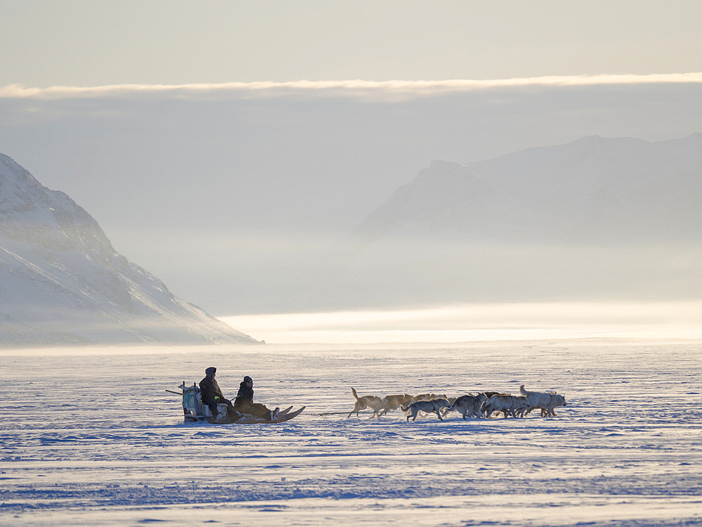 Team of sled dog during winter in Uummannaq in the north west of Greenland. Fisherman driving his dog team on the frozen fjord. North America, Greenland, Denmark