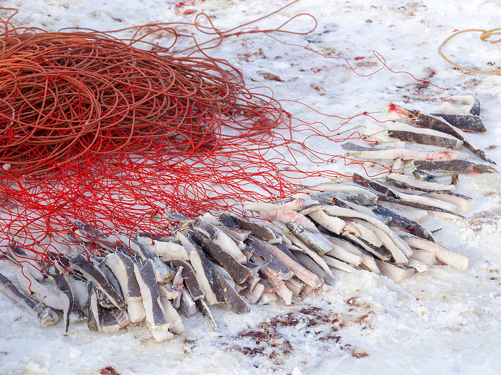 Line with bait. Fishermen in the Uummannaq Fjord System, north west Greenland. The fjords are frozen during winter, the fishermen use motor or dog sleds to drive to holes in the ice to lower up to 1000m long lines with bait. North America, Greenland