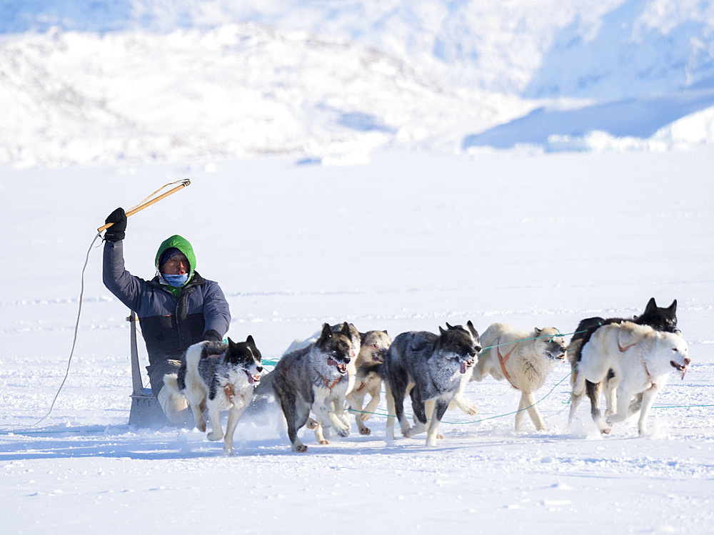 Sleddog race on frozen fjord, Saatut near Uummannaq. The finish of Anton Street, winner. Qualifier for the greelandic championships 2018. America, North America, Greenland, Denmark