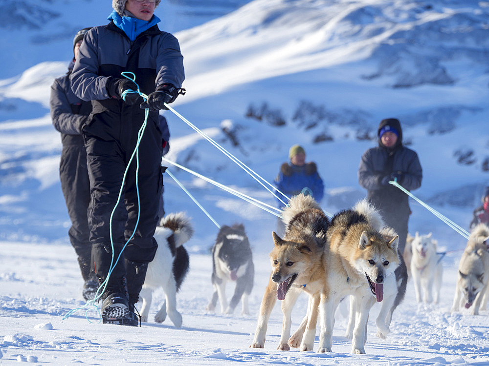 Sleddog race on frozen fjord, Saatut near Uummannaq. The dog teams are approaching the start. Qualifier for the greelandic championships 2018. America, North America, Greenland, Denmark