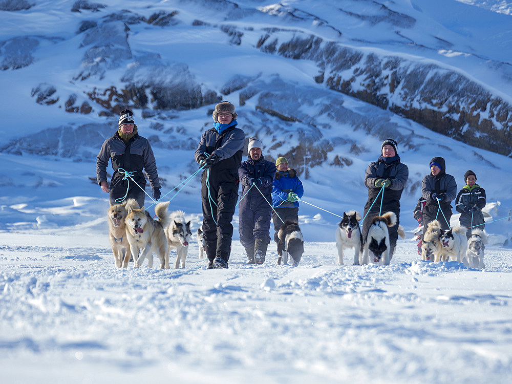 Sleddog race on frozen fjord, Saatut near Uummannaq. The dog teams are approaching the start. Qualifier for the greelandic championships 2018. America, North America, Greenland, Denmark