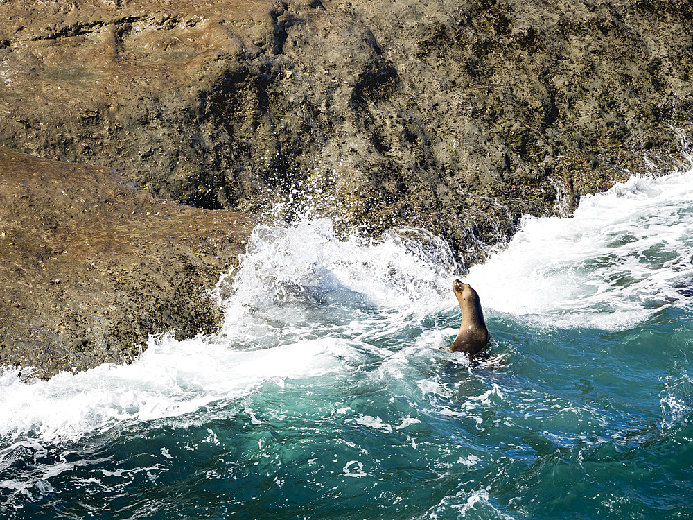 South American sea lion (Otaria flavescens) also called Southern Sea Lion and Patagonian Sea Lion, colony in the National Park Valdes. Valdes is listed as UNESCO world heritage. South America, Argentina, Chubut