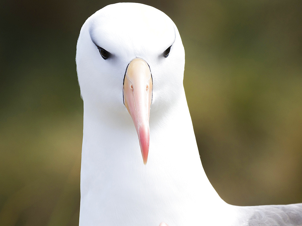 Black-browed albatross or black-browed mollymawk (Thalassarche melanophris). South America, Falkland Islands, November