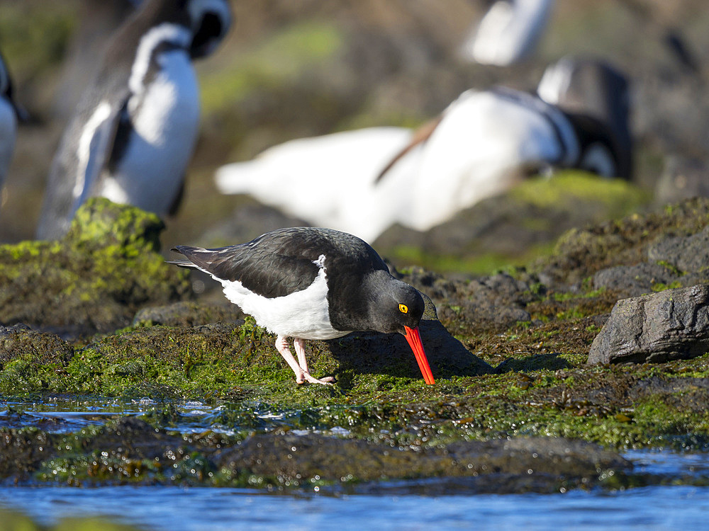 Magellanic Oystercatcher (Haematopus leucopodus), Falkland Islands, Carcass Island