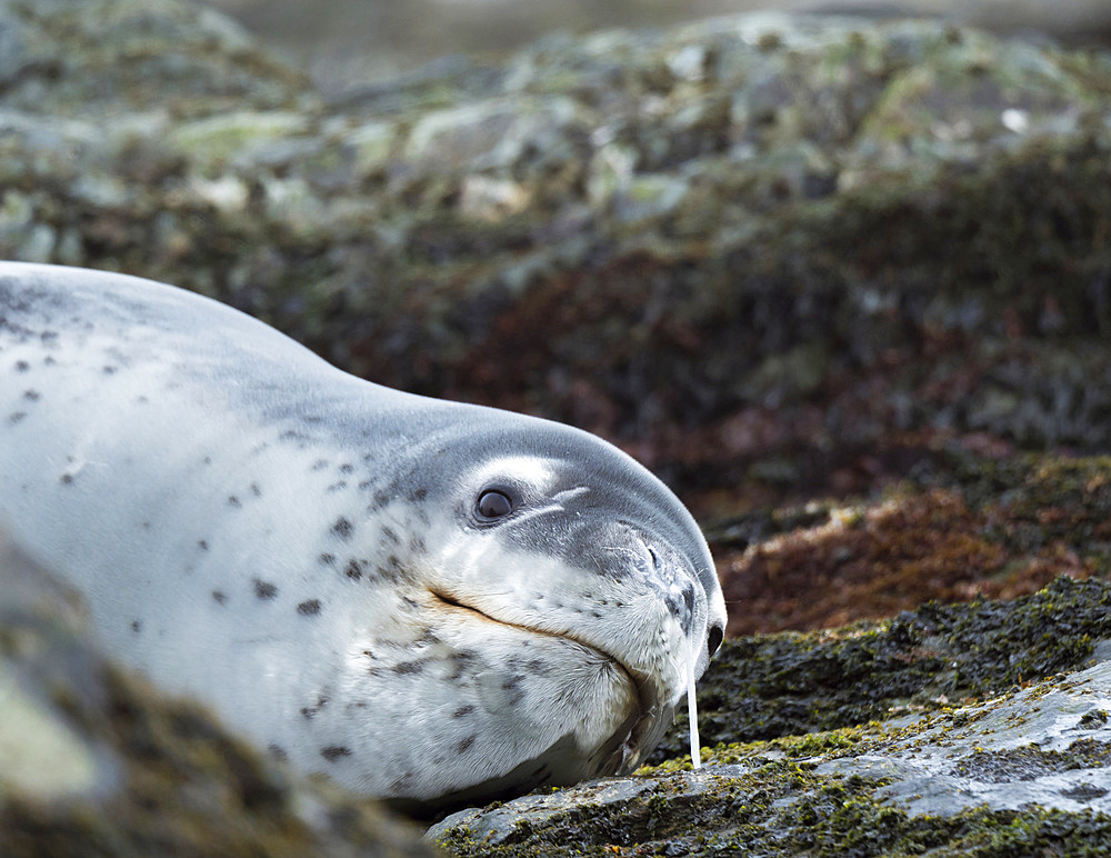 Leopard Seal (Hydrurga leptonyx) resting on a rock covered with Kelp at the shore of South Georgia. Antarctica, Subantarctica, South Georgia, October