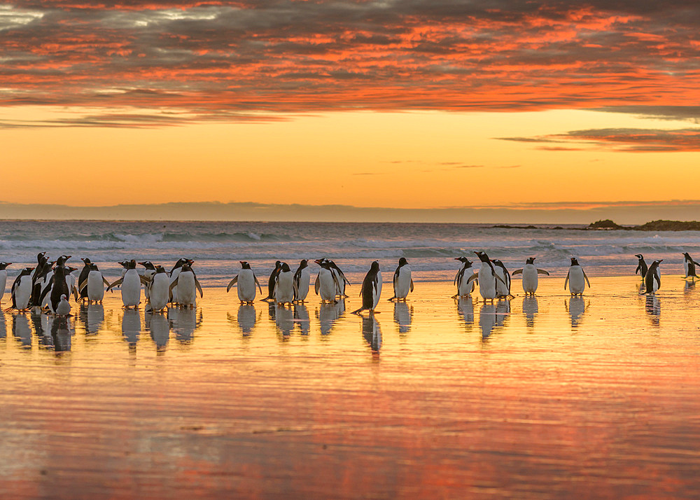 Gentoo Penguin (Pygoscelis papua) on the sandy beach of Volunteer Point. South America, Falkland Islands, January