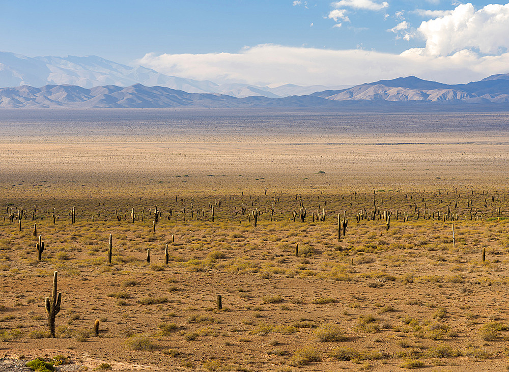 National Park Los Cardones in the region Valles Calchaquies near Cachi, province salta. The NP is protecting the cactus Cardon ( Echinopsis atacamensis ). South America, Argentina, Cachi, November