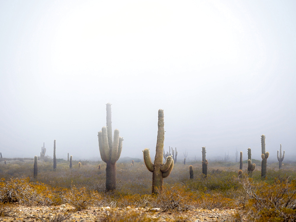 National Park Los Cardones in the region Valles Calchaquies near Cachi, province salta. The NP is protecting the cactus Cardon ( Echinopsis atacamensis ). South America, Argentina, Cachi, November