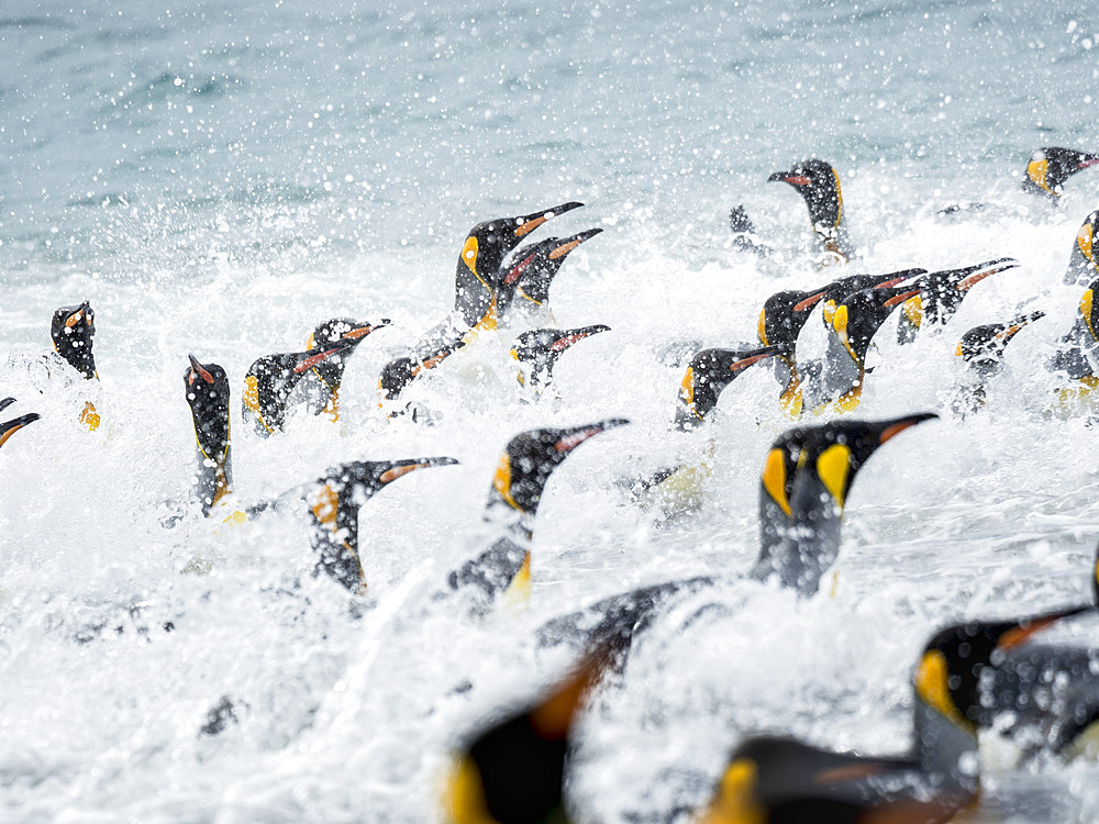 King Penguin (Aptenodytes patagonicus) on the island of South Georgia, the rookery on Salisbury Plain in the Bay of Isles. Adults coming ashore. Antarctica, Subantarctica, South Georgia