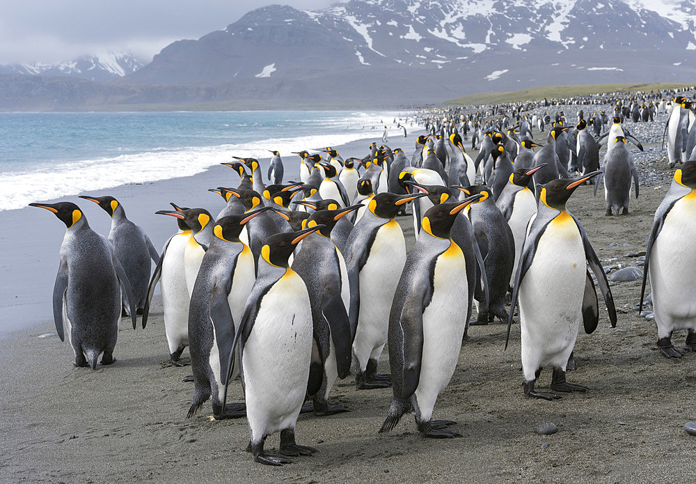 King Penguin (Aptenodytes patagonicus) on the island of South Georgia, the rookery on Salisbury Plain in the Bay of Isles. Antarctica, Subantarctica, South Georgia