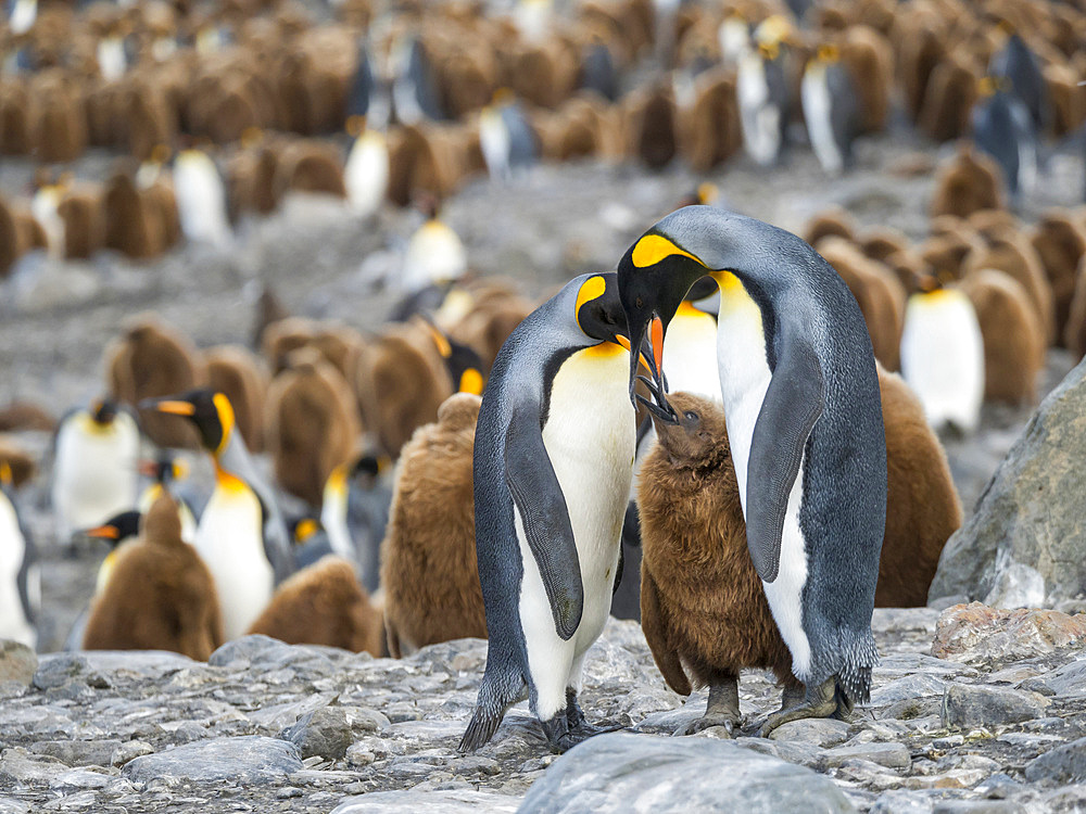 King Penguin (Aptenodytes patagonicus) on the island of South Georgia, the rookery in St. Andrews Bay. Feeding behaviour. Antarctica, Subantarctica, South Georgia