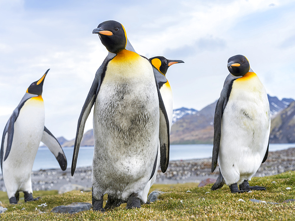 King Penguin (Aptenodytes patagonicus) on the island of South Georgia, the rookery in St. Andrews Bay. Courtship behaviour. Antarctica, Subantarctica, South Georgia