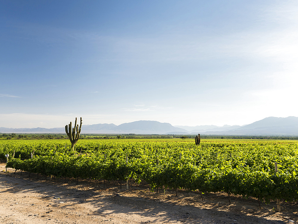 Winegrowing around Cafayate. Town Cafayate. Cafayate is the center for tourism and winegrowing in the region Valles Calchaquies. South America, Argentina, November