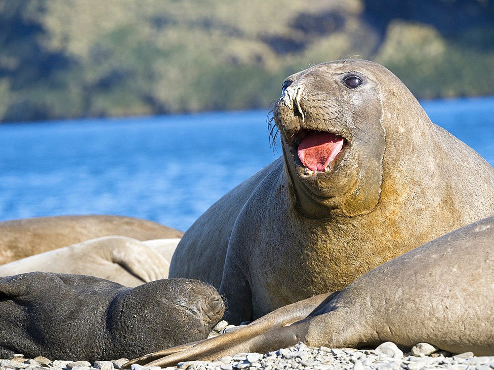 Southern elephant seal (Mirounga leonina), female with pup on beach. Antarctica, Subantarctica, South Georgia, October