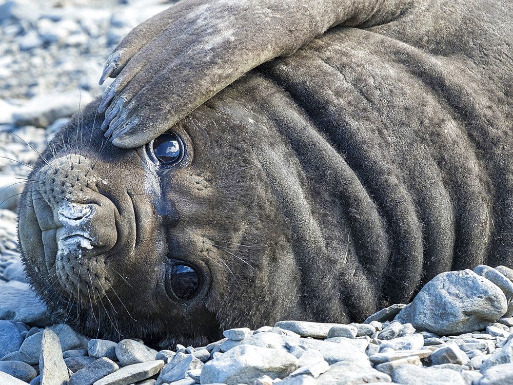 Southern elephant seal (Mirounga leonina), weaned pup on beach. Antarctica, Subantarctica, South Georgia, October