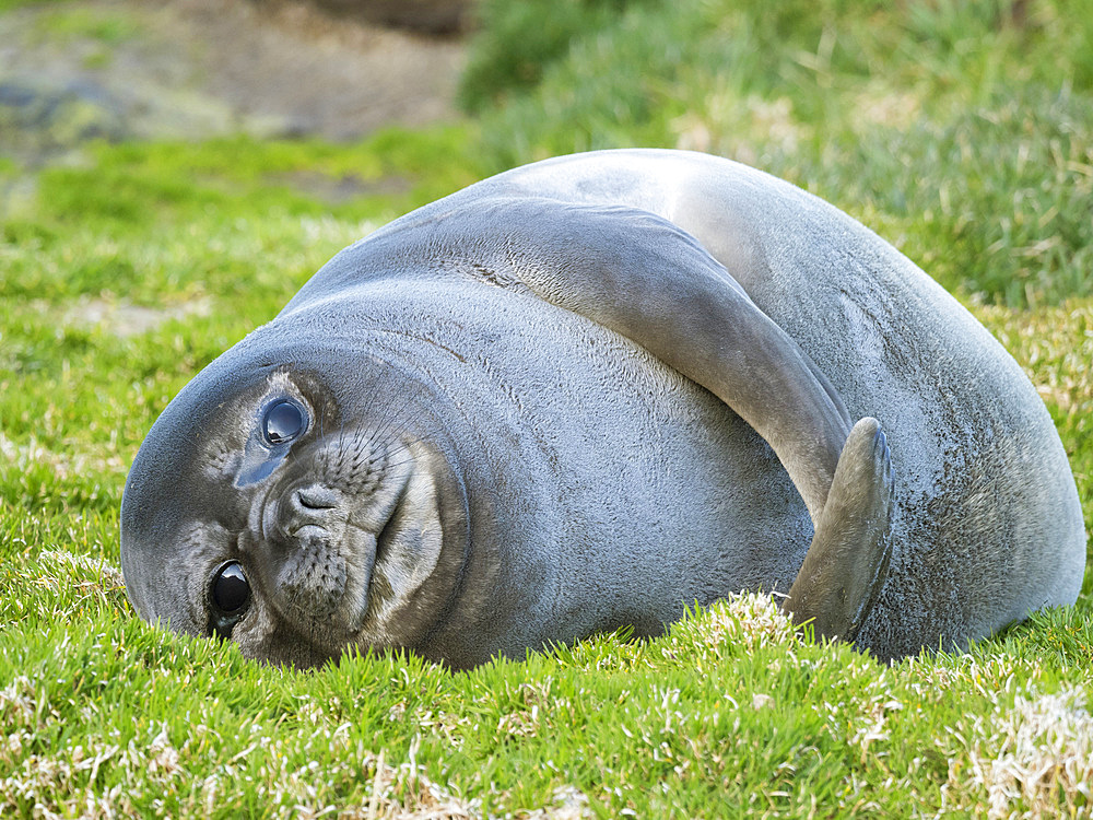 Southern elephant seal (Mirounga leonina), weaned pup on beach. Antarctica, Subantarctica, South Georgia, October