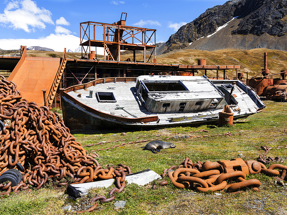 Wreck with Antarctic Fur Seal (Arctocephalus gazella) on the former Flensing Plan. Grytviken Whaling Station in South Georgia. Grytviken is open to visitors, but most walls and roofs of the factory have been demolished for safety reasons. Antarctica, Subantarctica, South Georgia, October