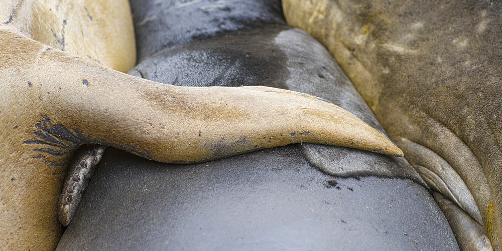 Southern elephant seal (Mirounga leonina), male, after breeding period on the Falkland Islands. South America, Falkland Islands, January