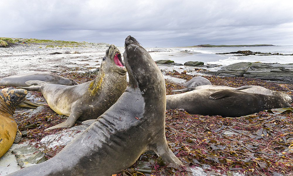 Southern elephant seal (Mirounga leonina), male, after breeding period on the Falkland Islands, half grown bulls fighting for training and to establish pecking order. South America, Falkland Islands, January