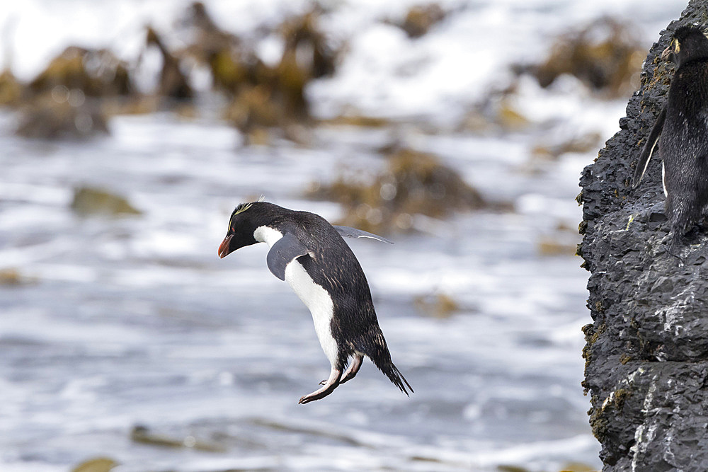 Rockhopper Penguin (Eudyptes chrysocome), subspecies western rockhopper penguin (Eudyptes chrysocome chrysocome). Climbing down the cliffs to jump into the sea. South America, Falkland Islands, January