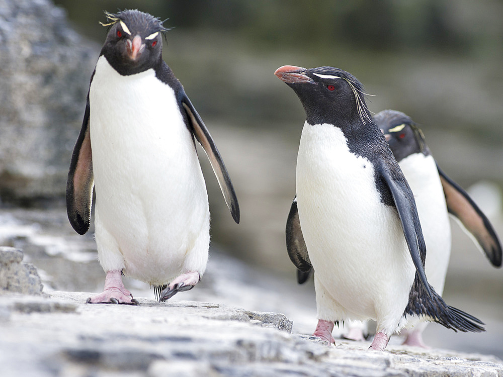 Rockhopper Penguin (Eudyptes chrysocome), subspecies western rockhopper penguin (Eudyptes chrysocome chrysocome). South America, Falkland Islands, January