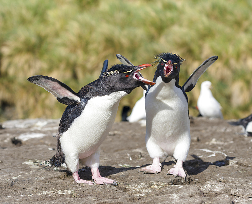 Rockhopper Penguin (Eudyptes chrysocome), subspecies western rockhopper penguin (Eudyptes chrysocome chrysocome). Greeting and bonding behaviour. South America, Falkland Islands, January