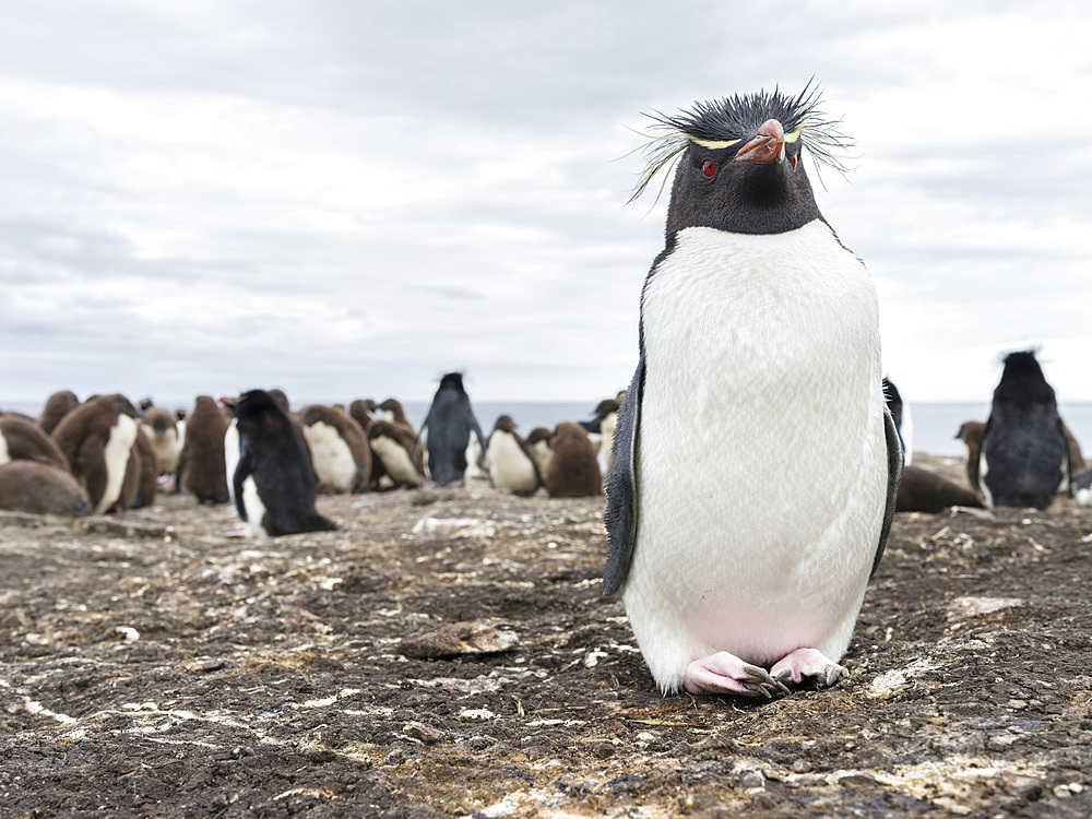 Rockhopper Penguin (Eudyptes chrysocome), subspecies western rockhopper penguin (Eudyptes chrysocome chrysocome). South America, Falkland Islands, January