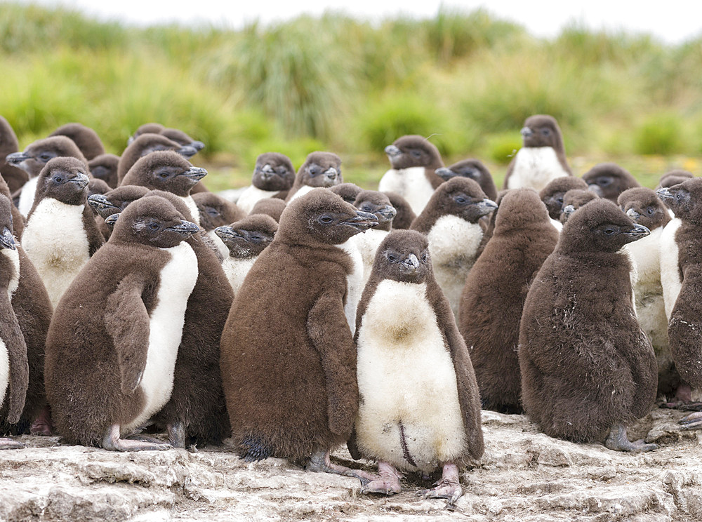 Rockhopper Penguin (Eudyptes chrysocome), subspecies western rockhopper penguin (Eudyptes chrysocome chrysocome). Colony on cliff with creche. South America, Falkland Islands, January