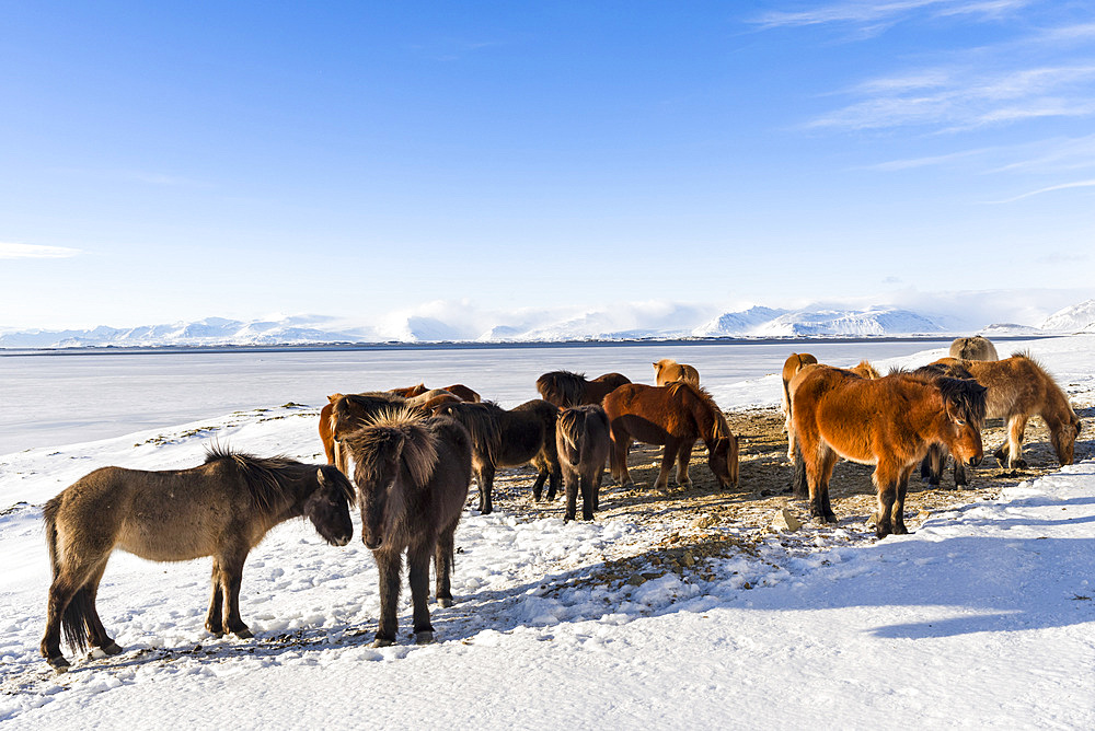 Icelandic Horse during winter in Iceland with typical winter coat. The mountains of the Vatnajoekull NP in the background. europe, northern europe, iceland, February