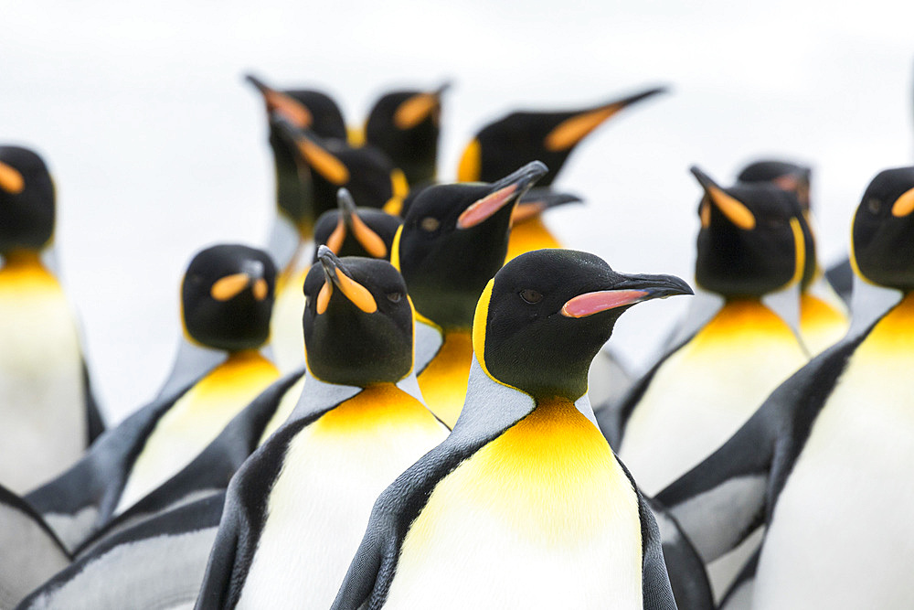 King Penguin (Aptenodytes patagonicus) on the Falkand Islands in the South Atlantic. Group of penguins marching on sandy beach towards their colony. South America, Falkland Islands, January