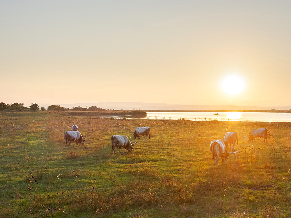 Hungarian Grey or Hungarian Steppe Cattle (Magyar Szuerke), an ancient breed of domestic cattle, indigenous to Hungary. National Park Fertoe-Hansag, part of UNESCO world heritage Fertoe - Neusiedlersee Cultural Landscape. Europe, Eastern Europe, Hungary