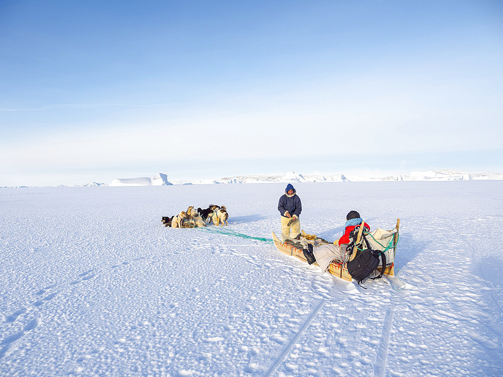 Tourist on dog sled on the sea ice of the frozen Melville Bay, part of Baffin Bay near Kullorsuaq. America, North America, Greenland, Danish territory