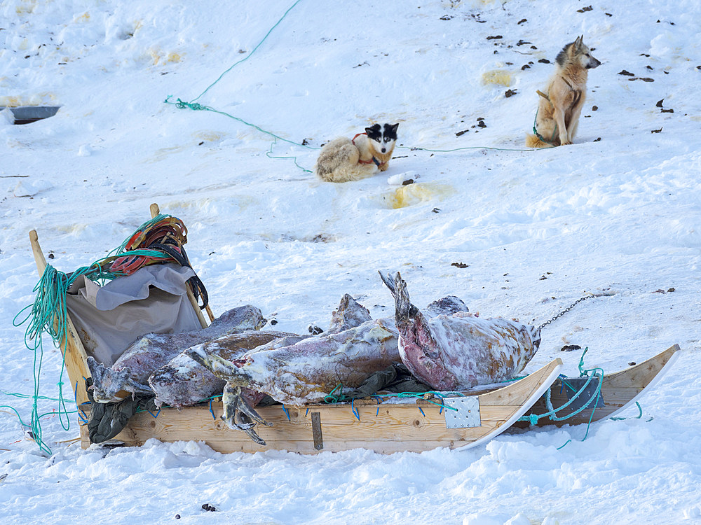 Hunted and skinned seals. The traditional and remote greenlandic inuit village Kullorsuaq, Melville Bay, part of Baffin Bay. America, North America, Greenland, Danish territory