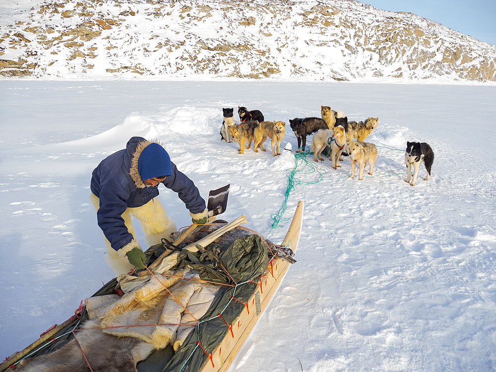 Harvesting a seal from a trap underneath the sea ice. Inuit hunter wearing traditional trousers and boots made from polar bear fur, Melville Bay near Kullorsuaq in North Greenland. North America, danish teritorry