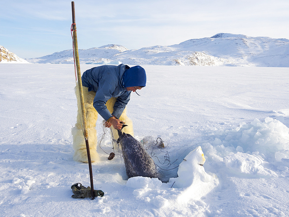 Harvesting a seal from a trap underneath the sea ice. Inuit hunter wearing traditional trousers and boots made from polar bear fur, Melville Bay near Kullorsuaq in North Greenland. North America, danish teritorry