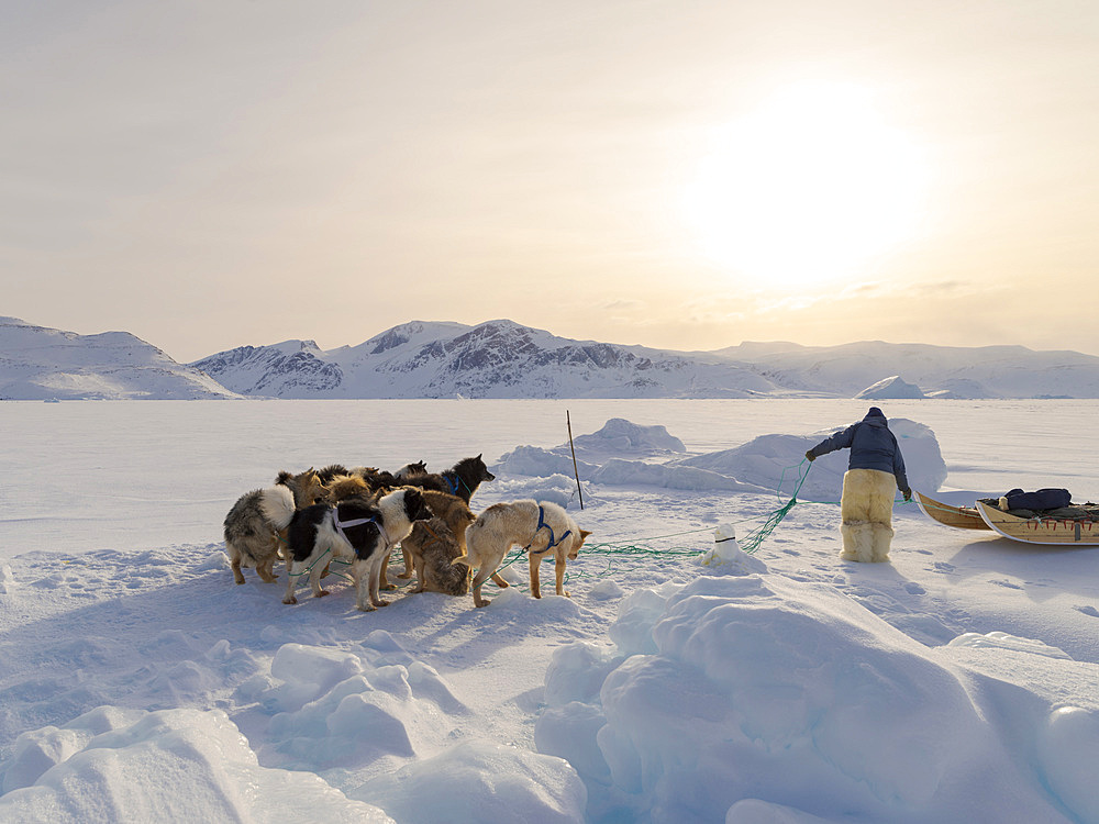 Harvesting a seal from a trap underneath the sea ice. Inuit hunter wearing traditional trousers and boots made from polar bear fur, Melville Bay near Kullorsuaq in North Greenland. North America, danish teritorry