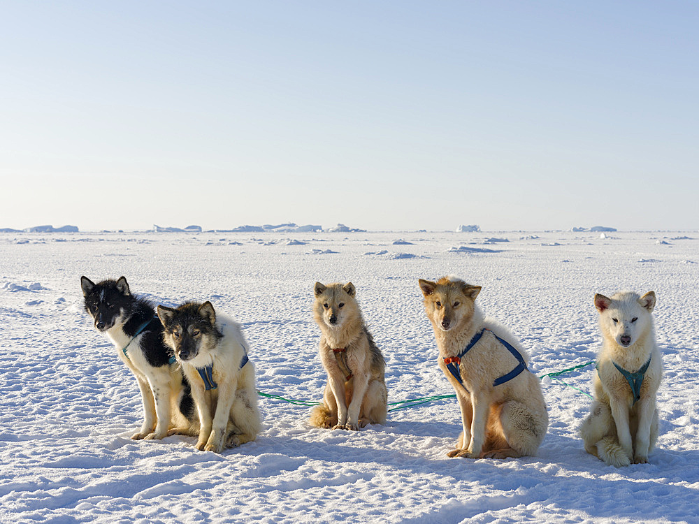 Dog sled team on the sea ice of the Melville Bay near Kullorsuaq in North Greenland. North America, danish teritorry