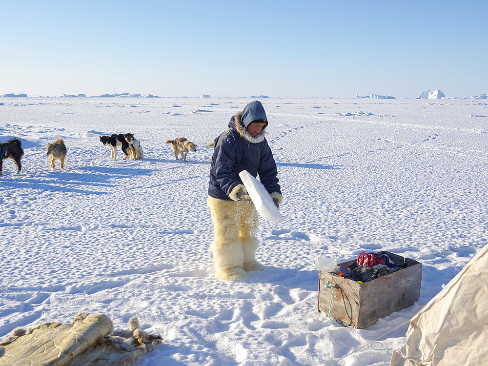 Inuit hunter wearing traditional trousers and boots made from polar bear fur is making his camp on the sea ice of the Melville Bay near Kullorsuaq in North Greenland. North America, danish teritorry