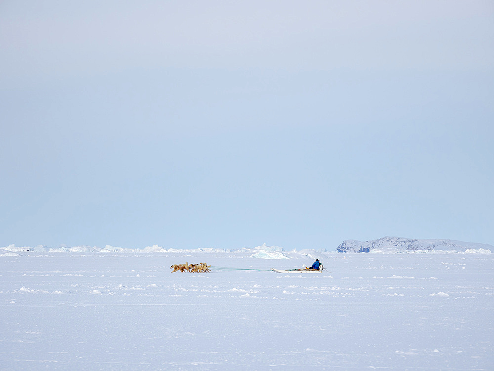 Dog sled in a fan hitch on the sea ice of the Melville Bay near Kullorsuaq in North Greenland. North America, danish teritorry