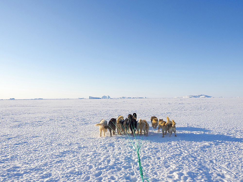 Dog sled in a fan hitch on the sea ice of the Melville Bay near Kullorsuaq in North Greenland. North America, danish teritorry