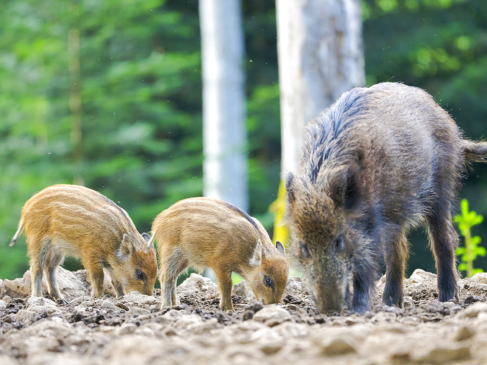 Young boar, piglet. Wild Boar (Sus scrofa) in Forest. National Park Bavarian Forest, enclosure. Europe, Germany, Bavaria