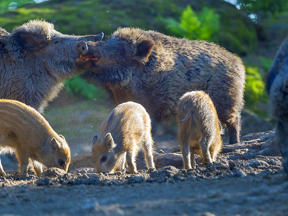 Young boar, piglet. Wild Boar (Sus scrofa) in Forest. National Park Bavarian Forest, enclosure. Europe, Germany, Bavaria