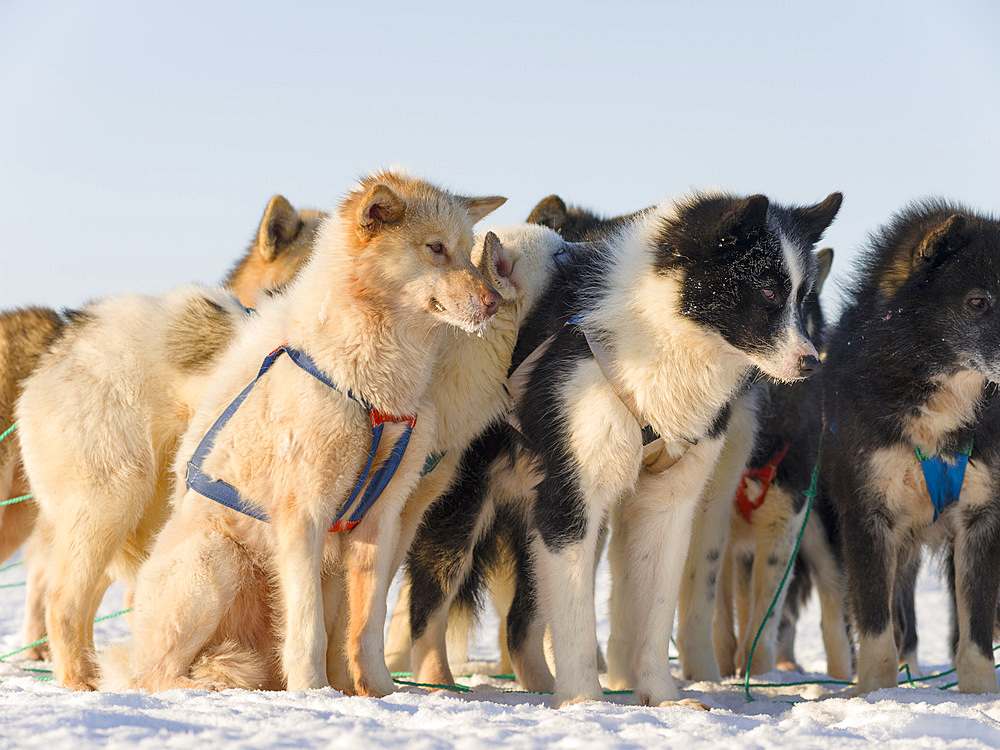 Sled dog in the northwest of Greenland during winter. Kullorsuaq, a traditional greenlandic inuit settlement in the Melville Bay. America, North America, Greenland, Denmark