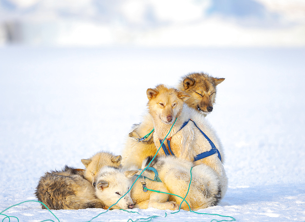 Sled dog in the northwest of Greenland during winter on the sea ice of the frozen Melville Bay. Kullorsuaq, a traditional greenlandic inuit settlement in the Melville Bay. America, North America, Greenland, Denmark