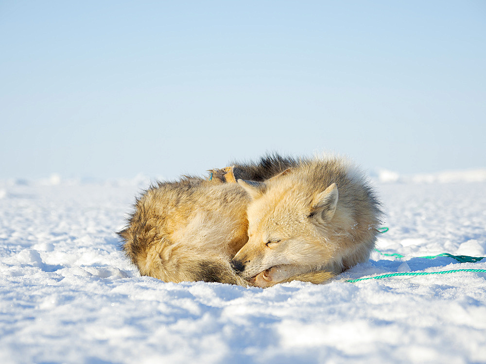 Sled dog in the northwest of Greenland during winter on the sea ice of the frozen Melville Bay. Kullorsuaq, a traditional greenlandic inuit settlement in the Melville Bay. America, North America, Greenland, Denmark