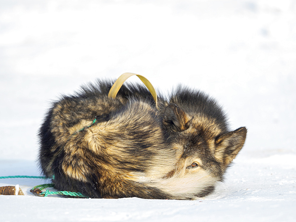 Sled dog in the northwest of Greenland during winter. Kullorsuaq, a traditional greenlandic inuit settlement in the Melville Bay. America, North America, Greenland, Denmark